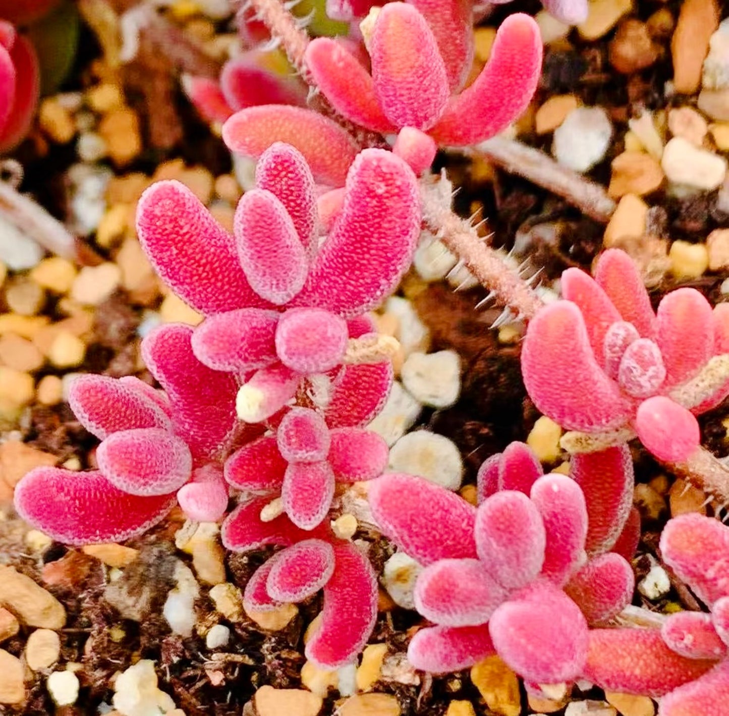 10 Seeds 1491.16-Drosanthemum sp SB1410 Rare Succulent Seed Pink Succulents Meaty Plants