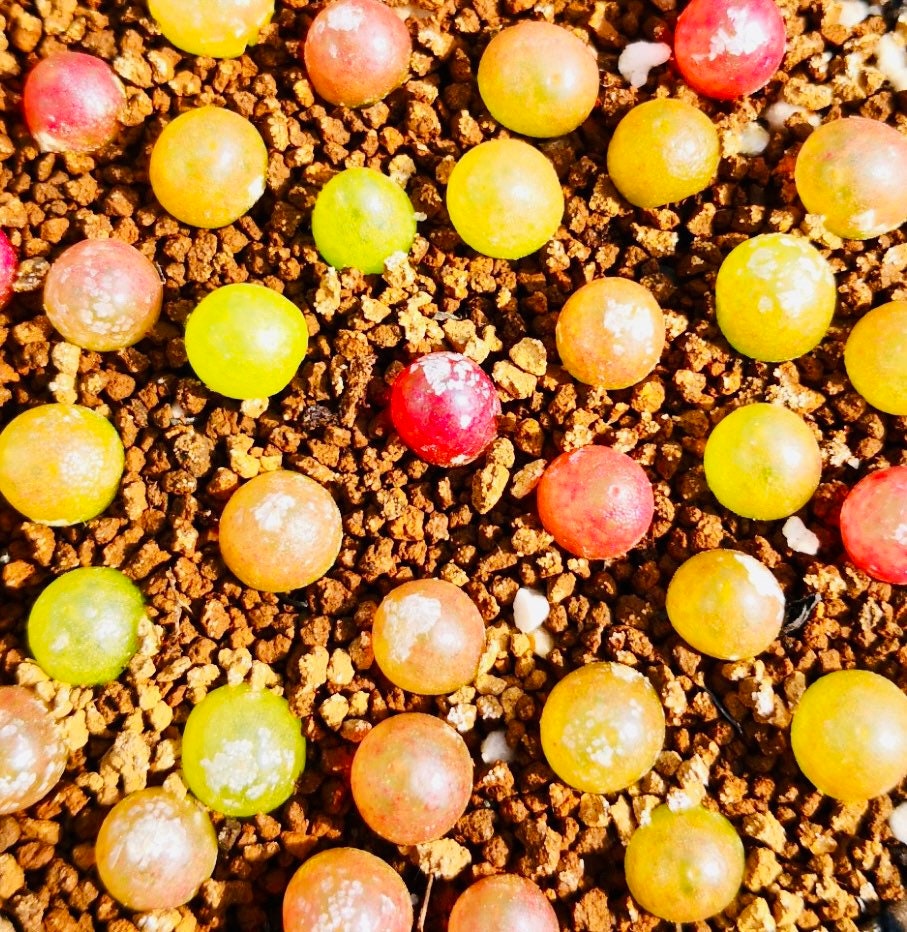 10 Seeds MIX Conophytum burgeri sp Very Rare Succulent Meaty Plant Living stone
