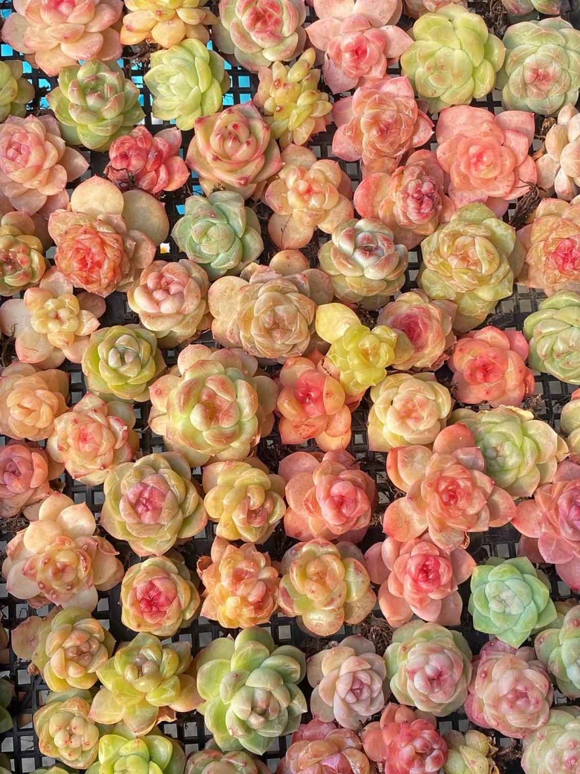 50 seeds Succulent Echeveria Hybrid Mix – Colorful Varieties – Easy to Grow