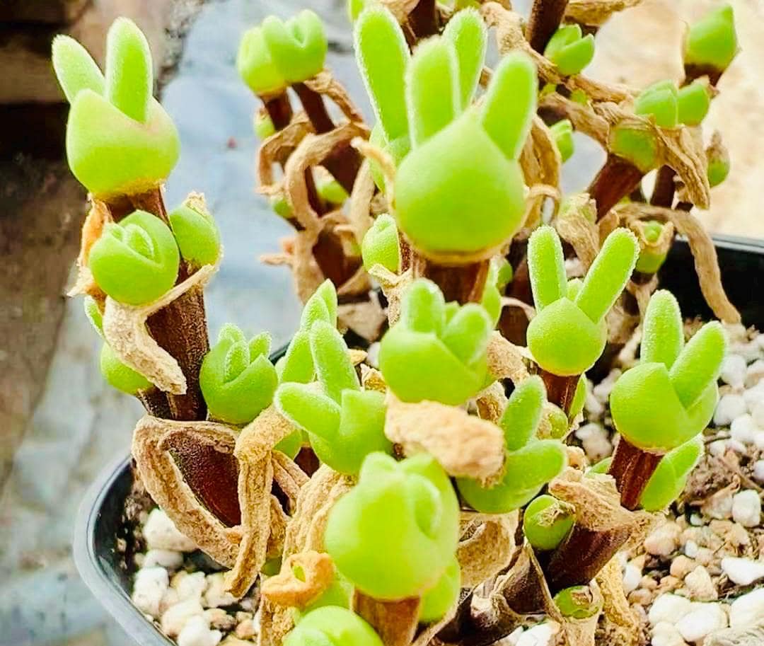 10 Seeds Dicrocaulon ramulosum Very Popular Succulent Seed Pink Succulents Meaty Plants