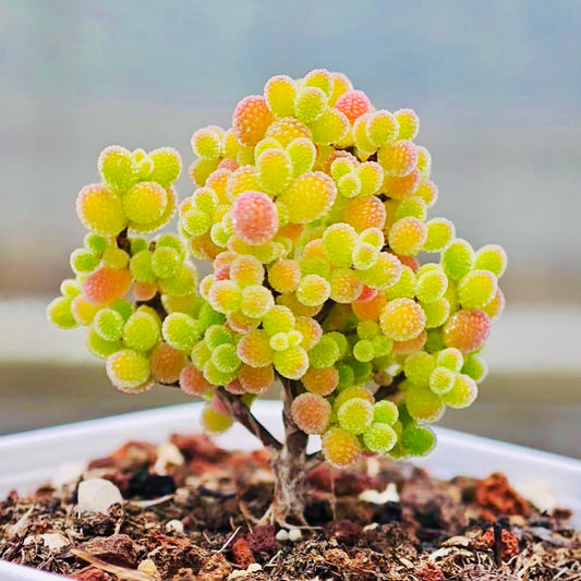 10 Seeds Drosanthemum globosum Very Rare Succulent Seed Pink Succulents Meaty Plants