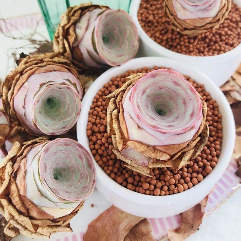 10 Seeds Greenovia aurea sp. 'Love Letter' very Rare Pink mountain Rose Seed Succulent Bonsai Plant Flower Succulents Meaty Plants