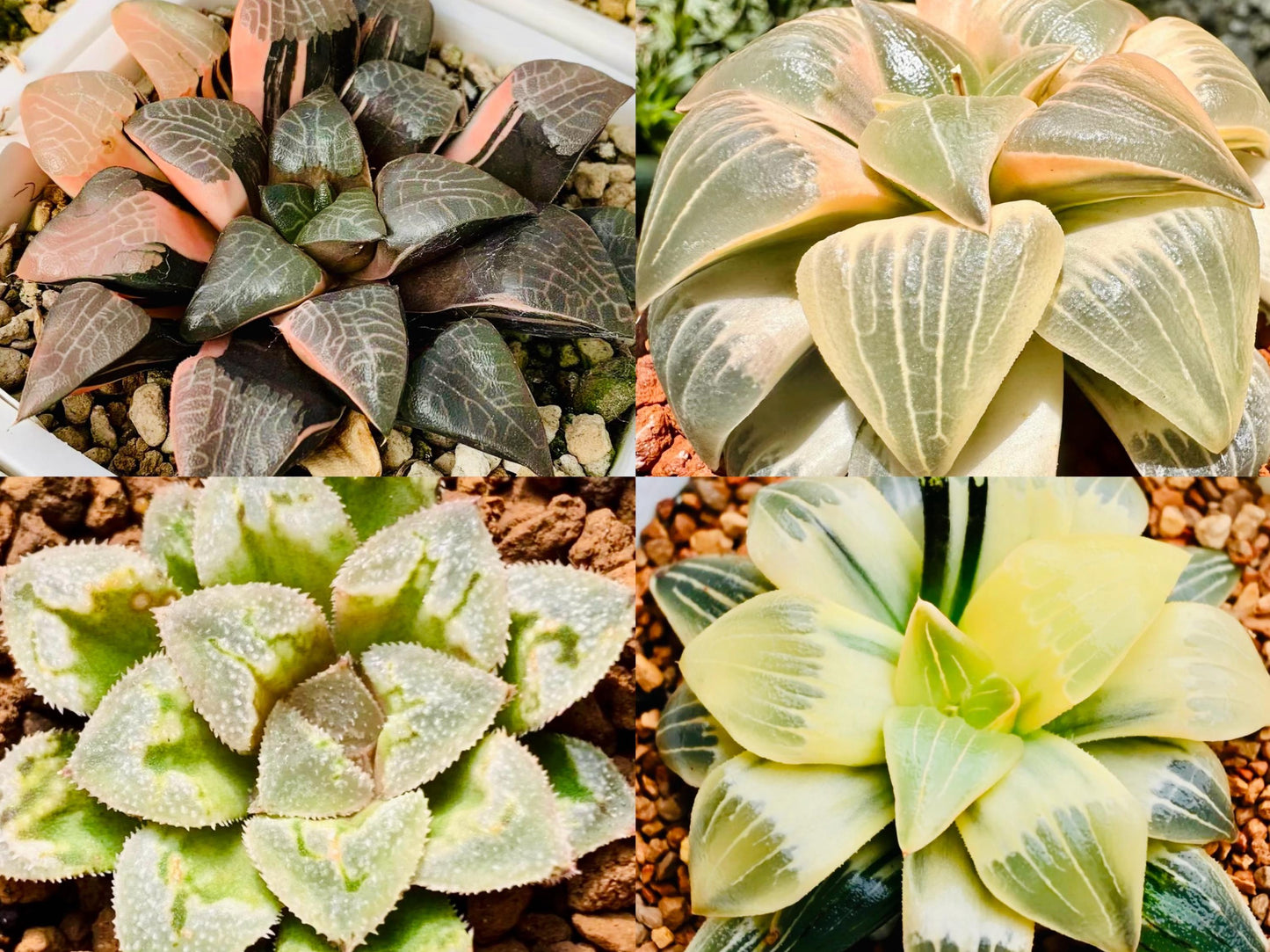 10 MIX Seeds Variegated Haworthia Emelyae / Picta sp seed Very Rare Succulent Meaty Plant