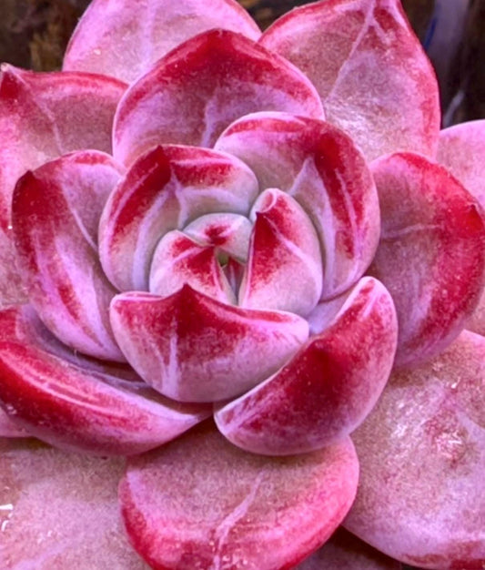 10 Seeds xPachyveria 'Elaine' X Echeveria rubin Rare hybrid New Succulent Plant