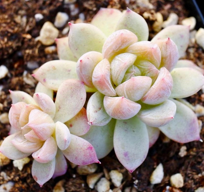 10 Seeds Echeveria ‘Alba’ X Tolimanensis, Elsa, Rare Succulents hybrid Seed