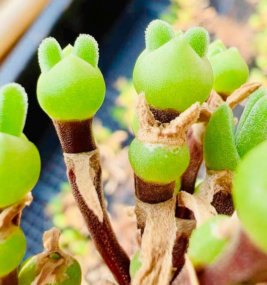 10 Seeds Dicrocaulon ramulosum Very Popular Succulent Seed Pink Succulents Meaty Plants