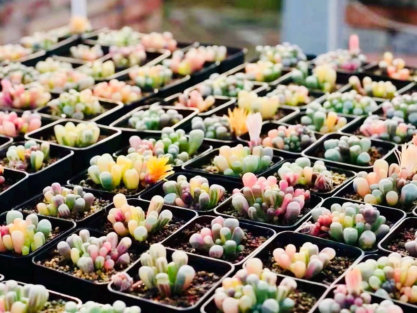 10 Seeds Fenestraria aurantiaca var. (Baby toes) Variegated Very Rare Succulent Seed Pink Succulents Meaty Plants