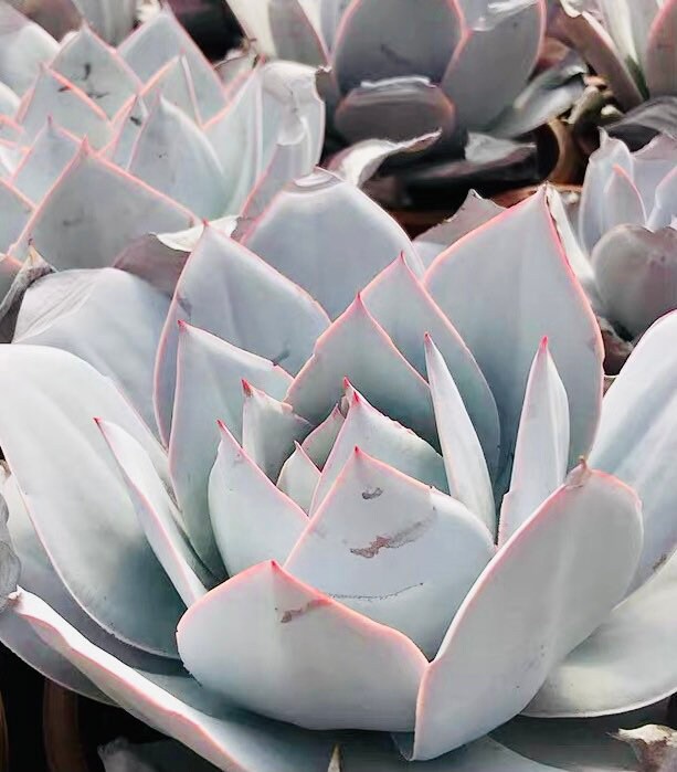 10 Seeds Echeveria Cante Rare Succulent Seeds Plant Flower Succulents Meaty Plants seeds