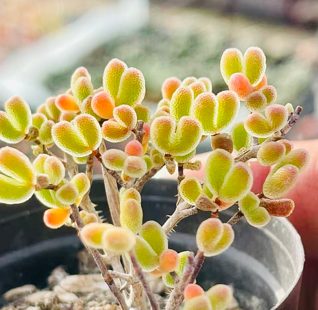 10 Seeds Drosanthemum schoenlandianum Very Rare Succulent Meaty Plant