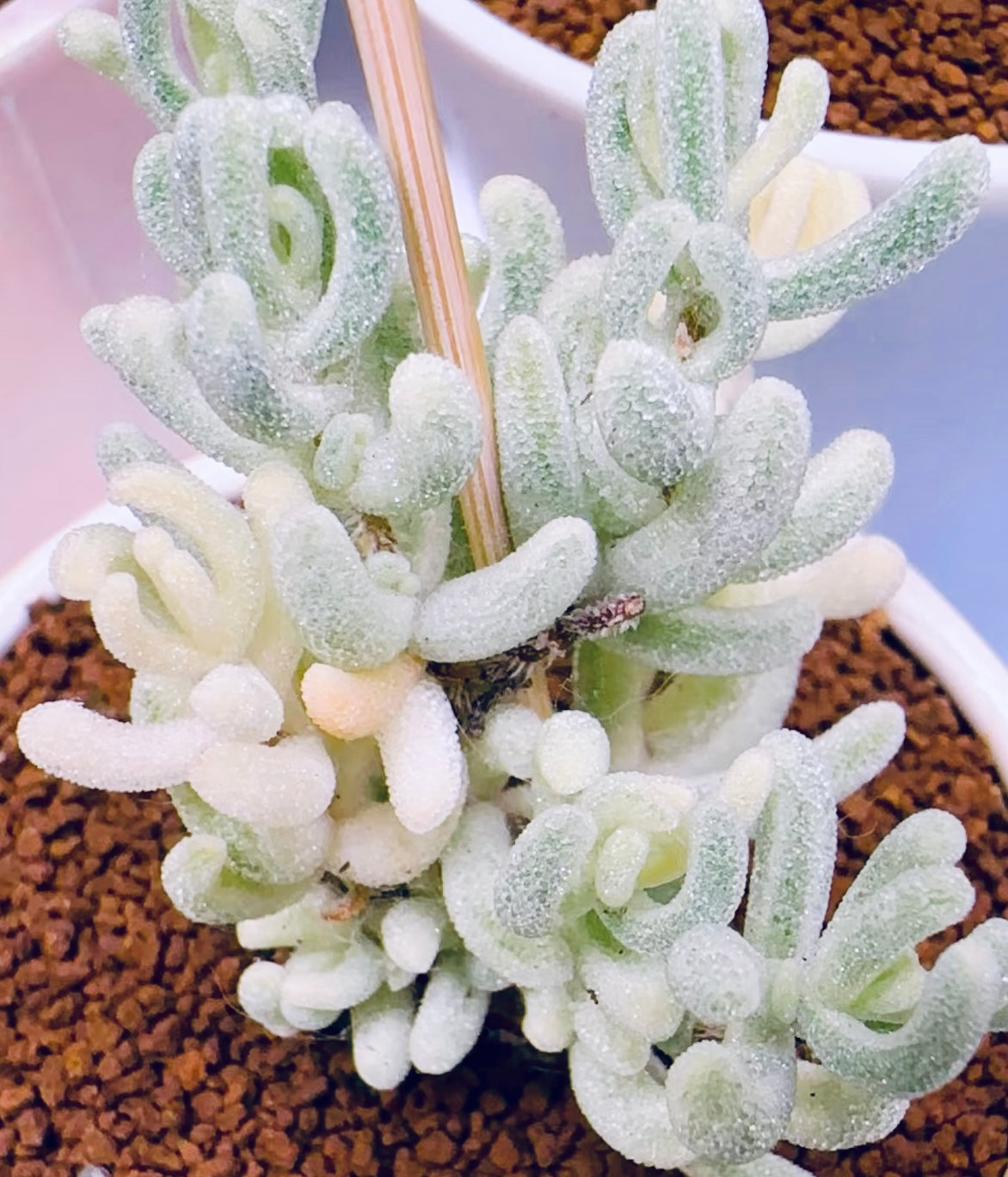 10 Seeds, Variegated Drosanthemum floribundum ‘White Crystal’, Succulent seed