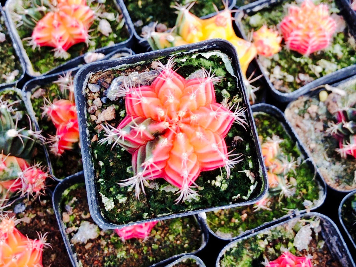 10 Seeds Gymnocalycium mihanovichii var. friedrichii Werder SEED Rare Cactus Succulent Meaty Plant
