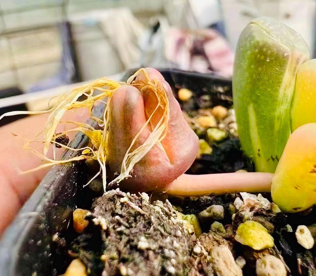 10 Seeds Fenestraria aurantiaca var. (Baby toes) Variegated Very Rare Succulent Seed Pink Succulents Meaty Plants