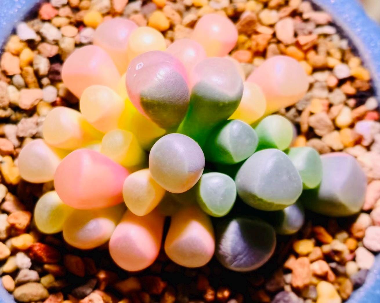 10 Seeds Fenestraria aurantiaca var. (Baby toes) Variegated Very Rare Succulent Seed Pink Succulents Meaty Plants