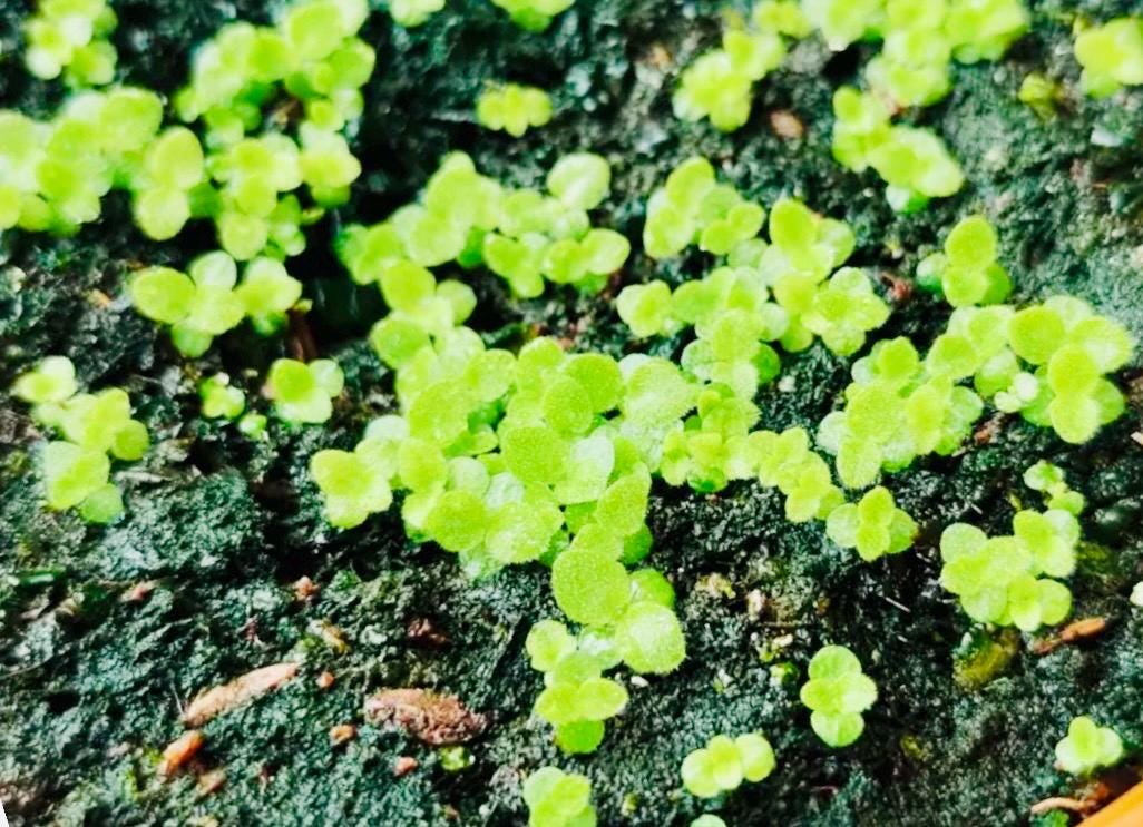 10 Seeds of Rare Gloxinia Sinningia Speciosa 'Velvet Loop' Hybrid | Velvet Blooms, Collector's Choice | Premium Easy-Care Houseplant
