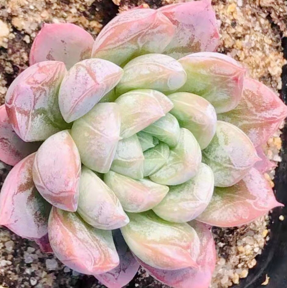 10 Seeds Echeveria ‘Alba’ X Tolimanensis, Elsa, Rare Succulents hybrid Seed