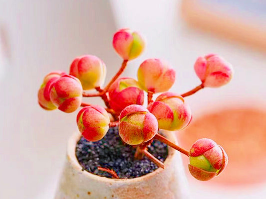 10 Seeds Aeonium saundersii Rare Succulent Seed Pink Succulents Meaty Plants