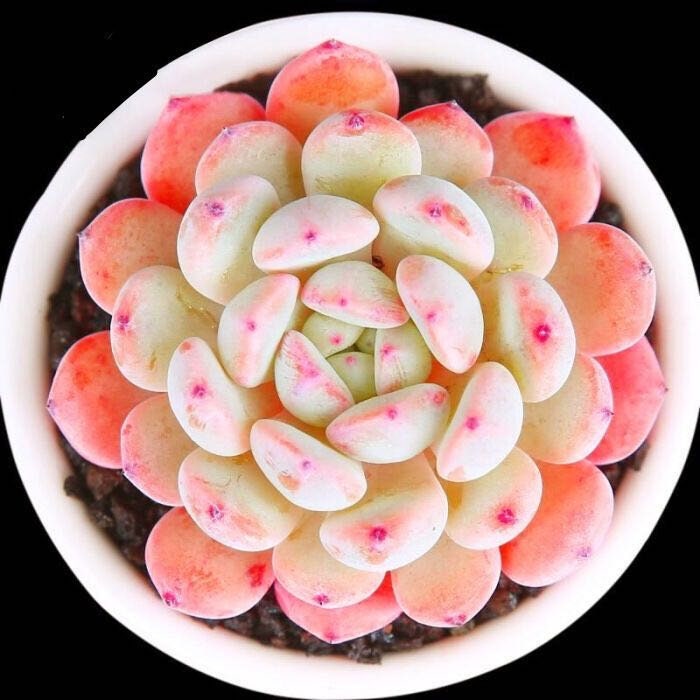10 Seeds MIX Echeveria cuspidata Hybrid Seed Rare Succulent Plant