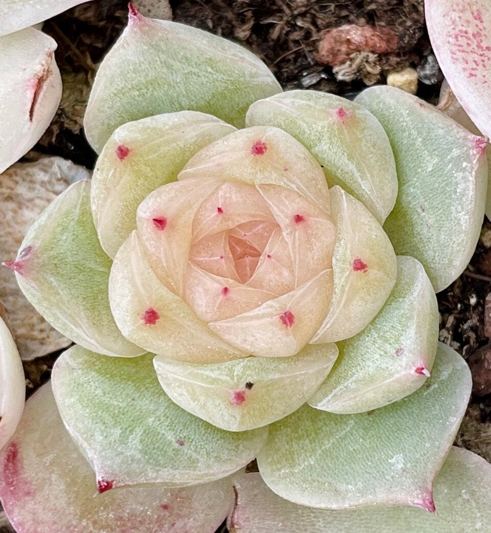 10 Seeds Echeveria ’Alba’ X Chihuahuaensis extremely Rare RECOMMENDED Succulent Meaty Plants