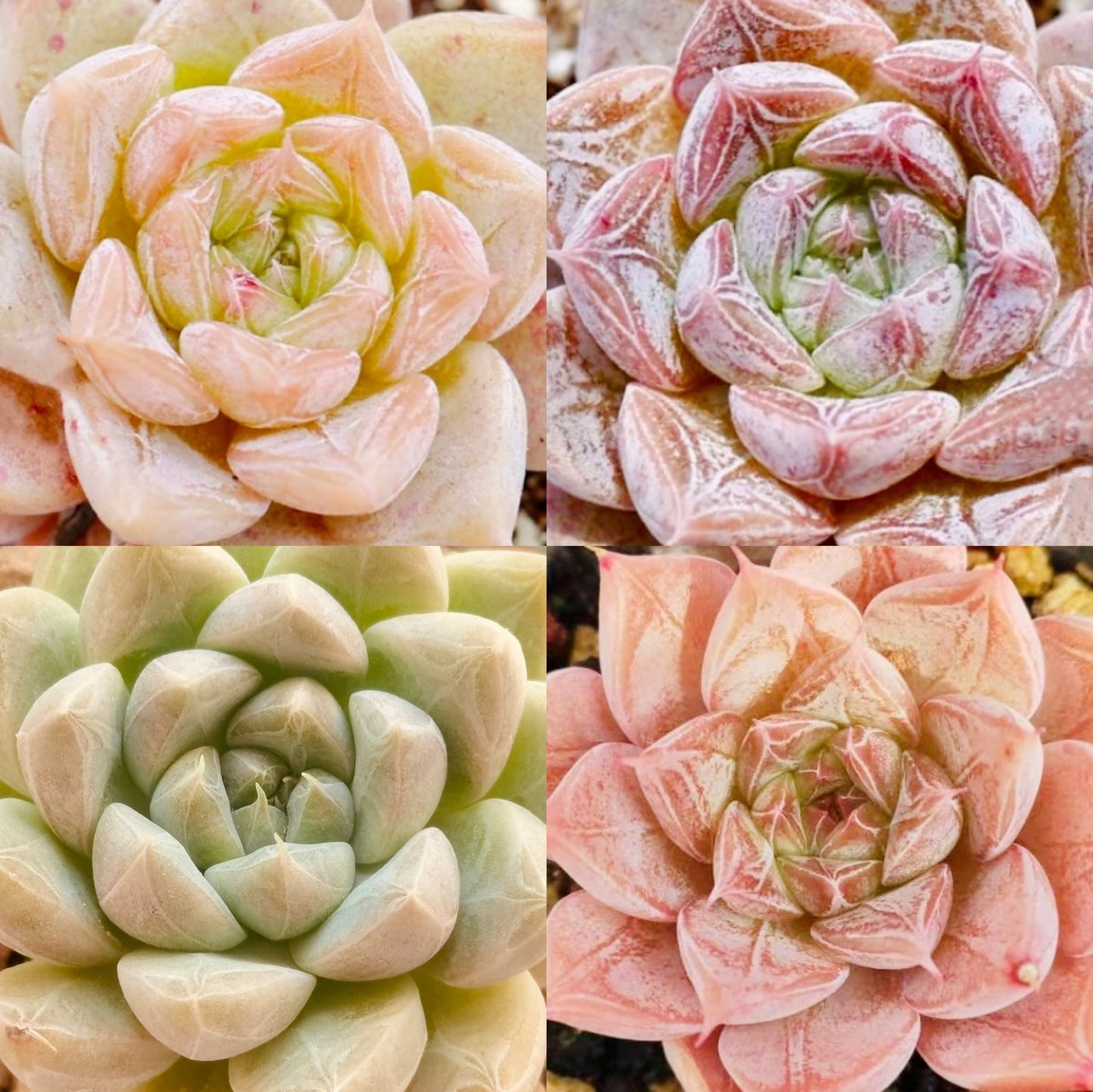 10 Seeds MIX Echeveria sp collection with amazing farina lines /Farina patterns extremely Rare RECOMMENDED Succulent Meaty Plants