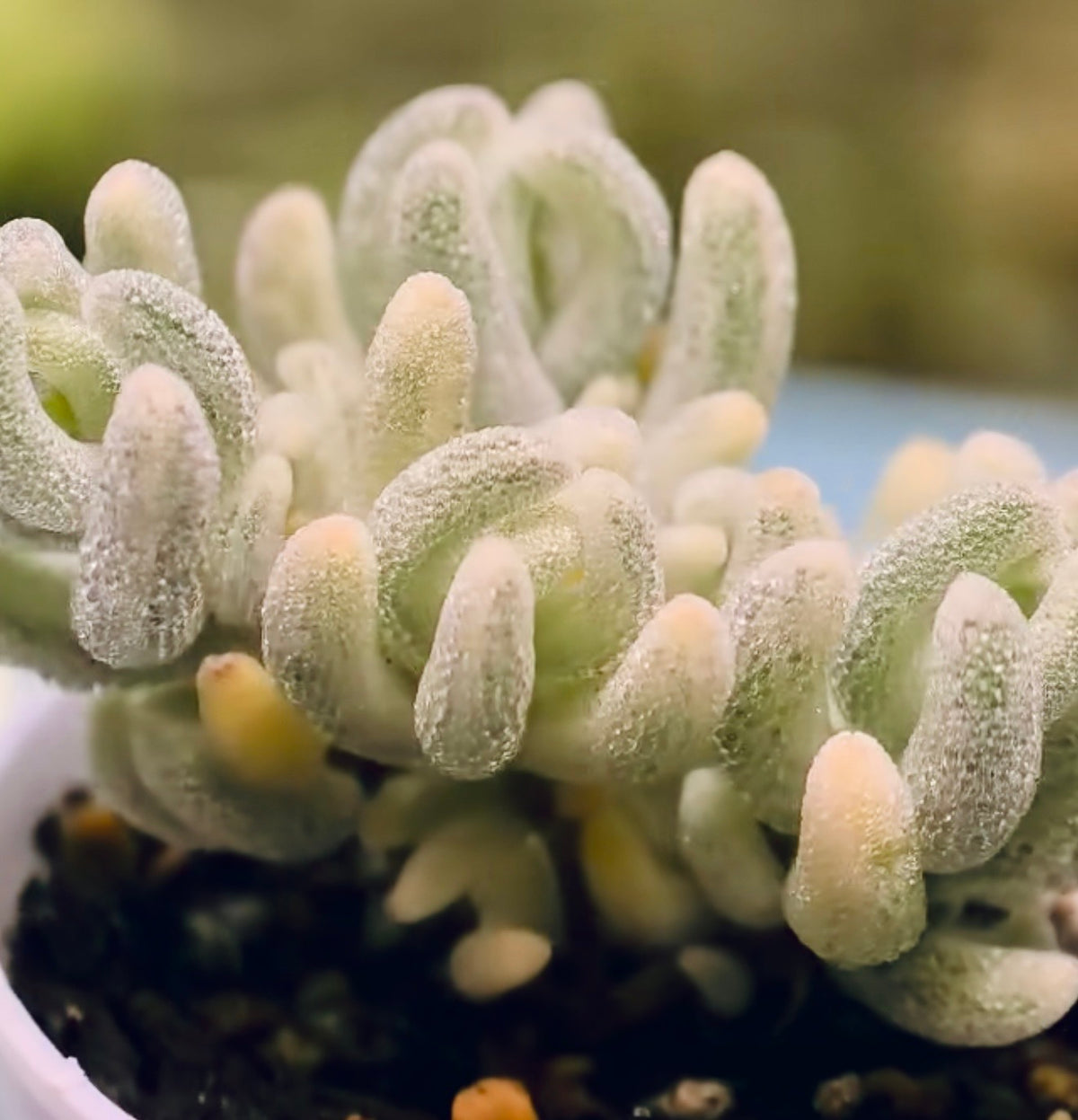 10 Seeds, Variegated Drosanthemum floribundum ‘White Crystal’, Succulent seed