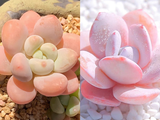 10 Seeds xPachyveria 'Elaine' X Echeveria ‘pink laui’ Rare hybrid New hybrids Succulent Plant