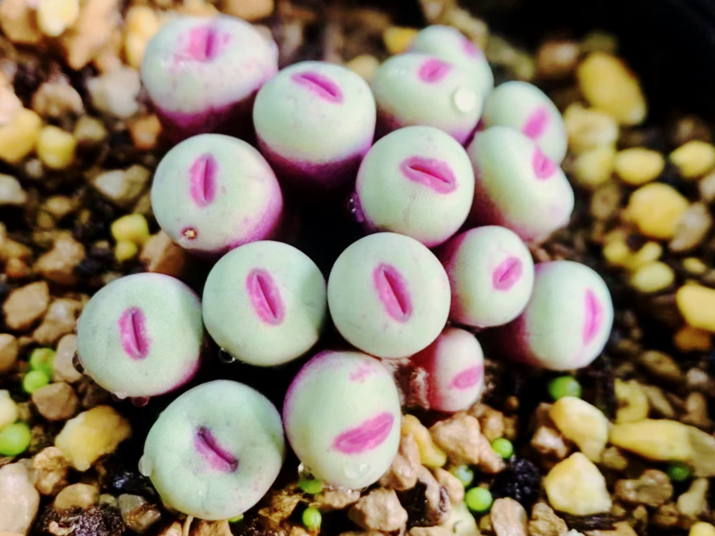 10 Seeds MIX Conophytum pageae ‘Red Lip’ sp Rare Succulent Seed Pink Succulents Meaty Plants Living stone