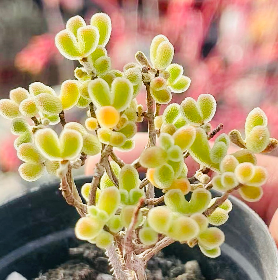 10 Seeds Drosanthemum schoenlandianum Very Rare Succulent Meaty Plant