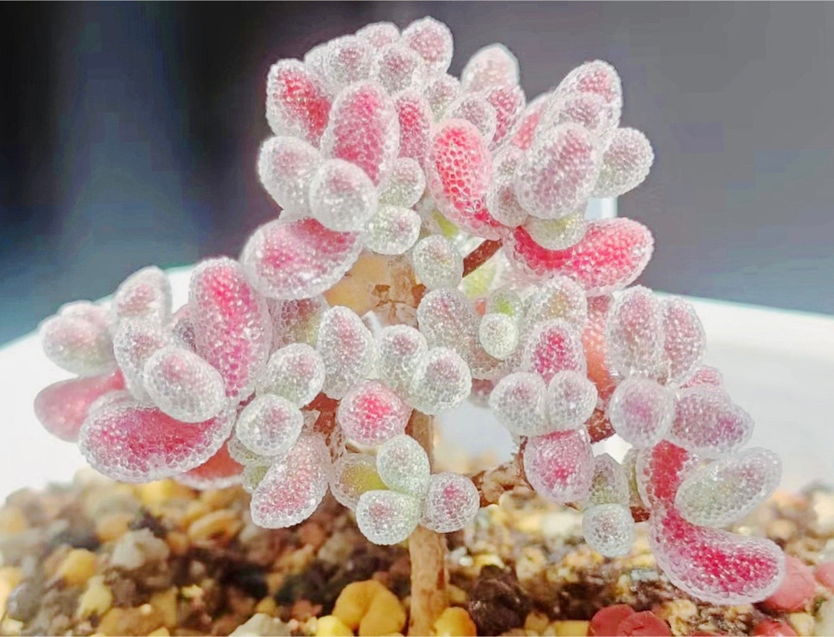 10 Seeds Drosanthemum Skilpad, Very Rare Succulent Meaty Plant