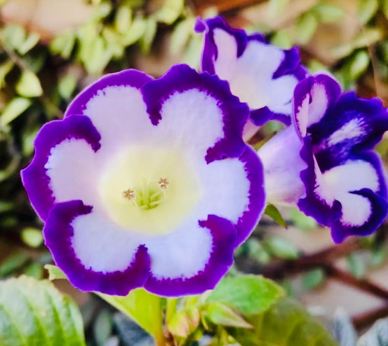 10 Seeds of Rare Gloxinia Sinningia Speciosa 'Velvet Loop' Hybrid | Velvet Blooms, Collector's Choice | Premium Easy-Care Houseplant