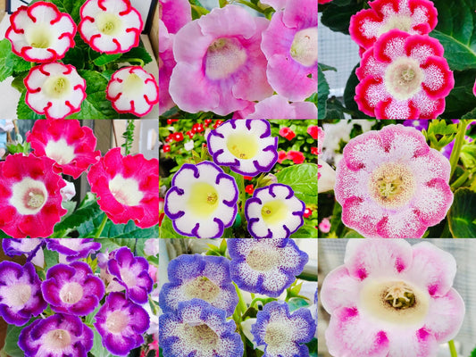 10 Seeds Mix Gloxinia Sinningia Speciosa Hybrid: Pink, Purple, Red Blooms