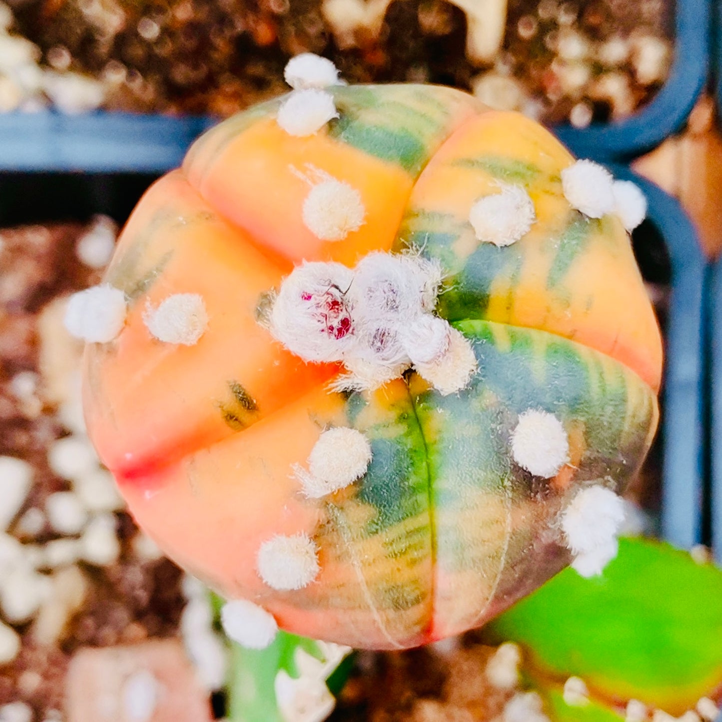 10 Seeds Astrophytum ‘Star plant’ v. Variegated Rare Succulents Cactus