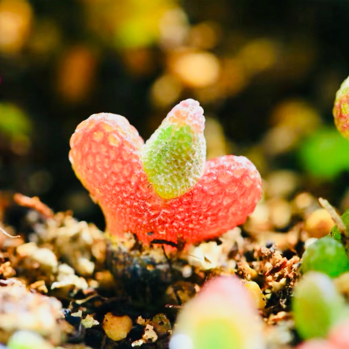 10 Seeds Diplosoma luckhoffii (Maughaniella luckhoffii) Seeds – Duckfoot Mesemb