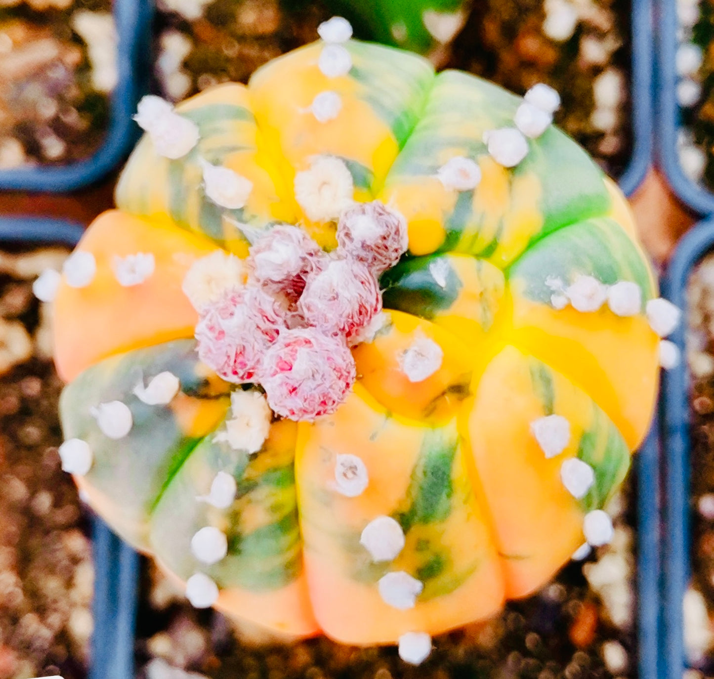 10 Seeds Astrophytum ‘Star plant’ v. Variegated Rare Succulents Cactus