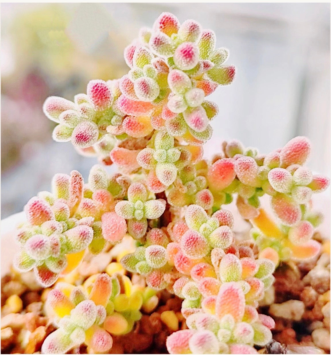 10 Seeds Drosanthemum Skilpad, Very Rare Succulent Meaty Plant