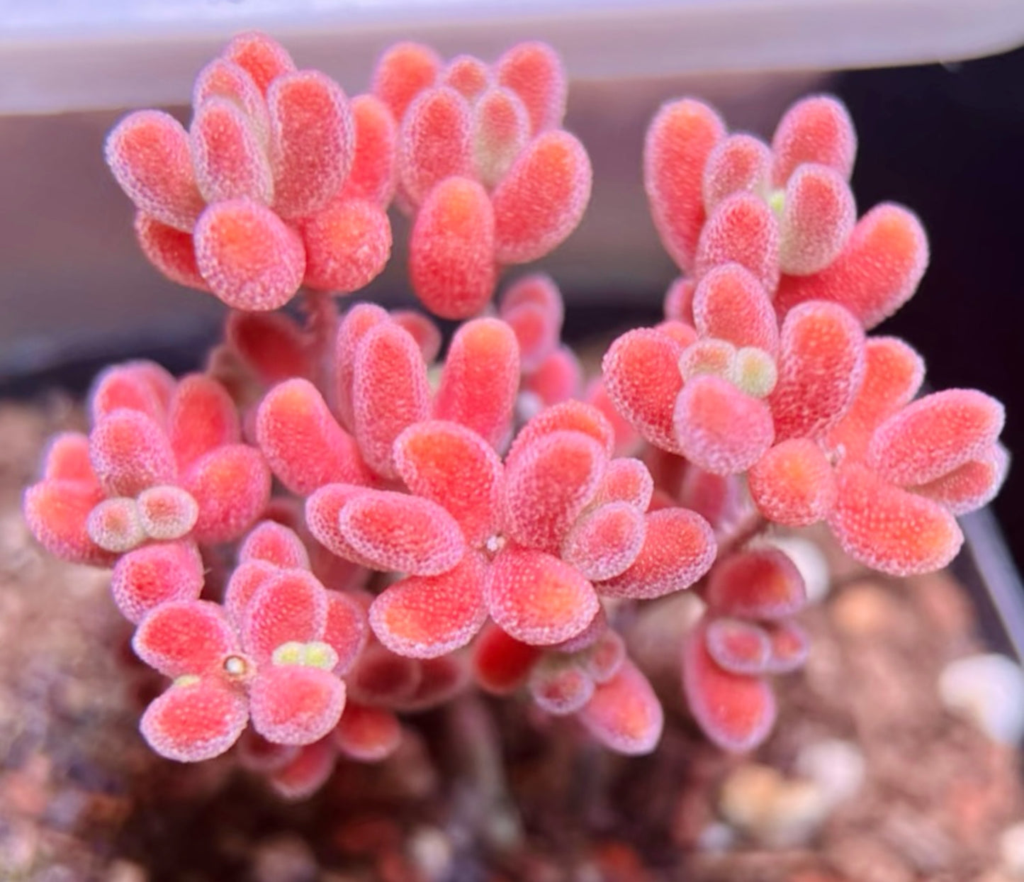 10 Seeds 1491.16-Drosanthemum sp SB1410 Rare Succulent Seed Pink Succulents Meaty Plants