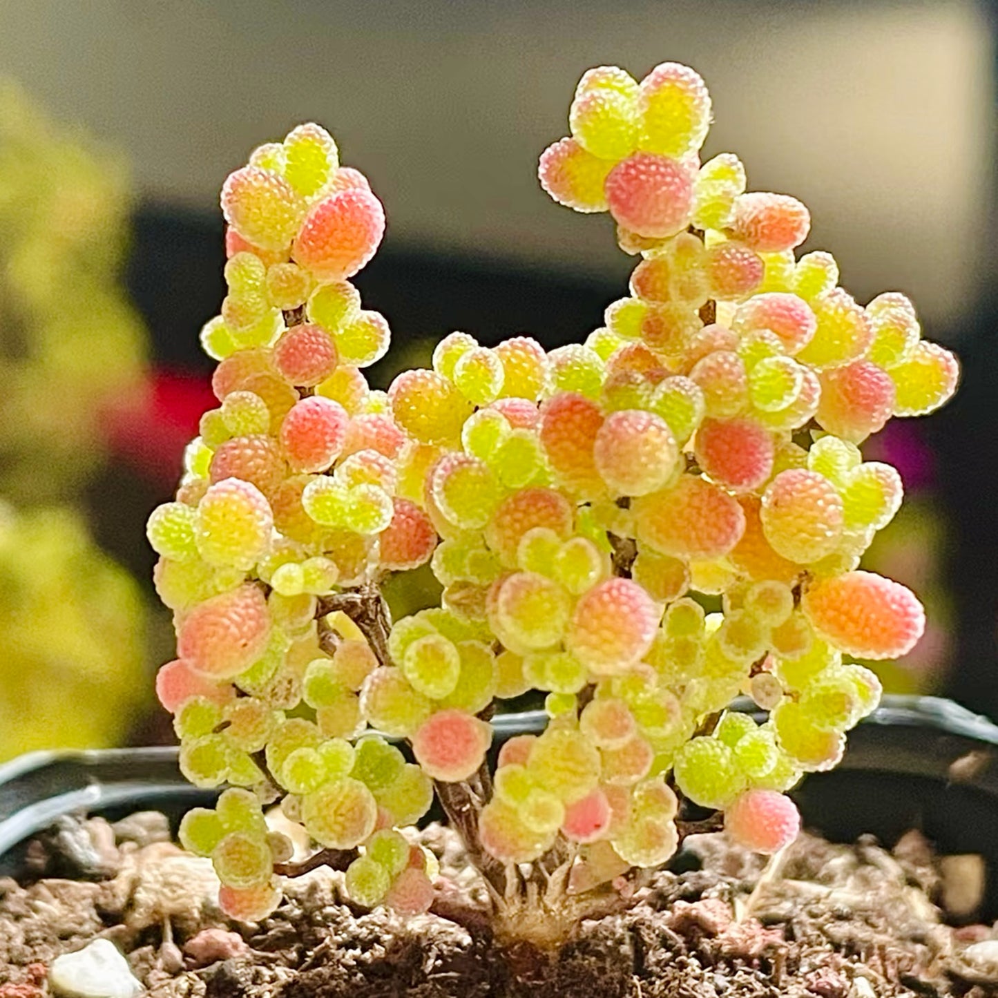 10 Seeds Drosanthemum globosum Very Rare Succulent Seed Pink Succulents Meaty Plants