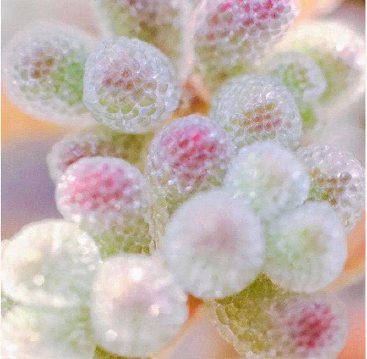10 Seeds Drosanthemum Skilpad, Very Rare Succulent Meaty Plant