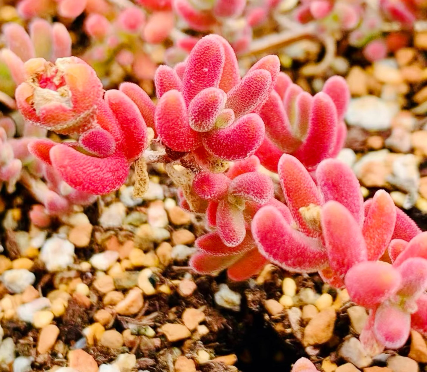 10 Seeds 1491.16-Drosanthemum sp SB1410 Rare Succulent Seed Pink Succulents Meaty Plants