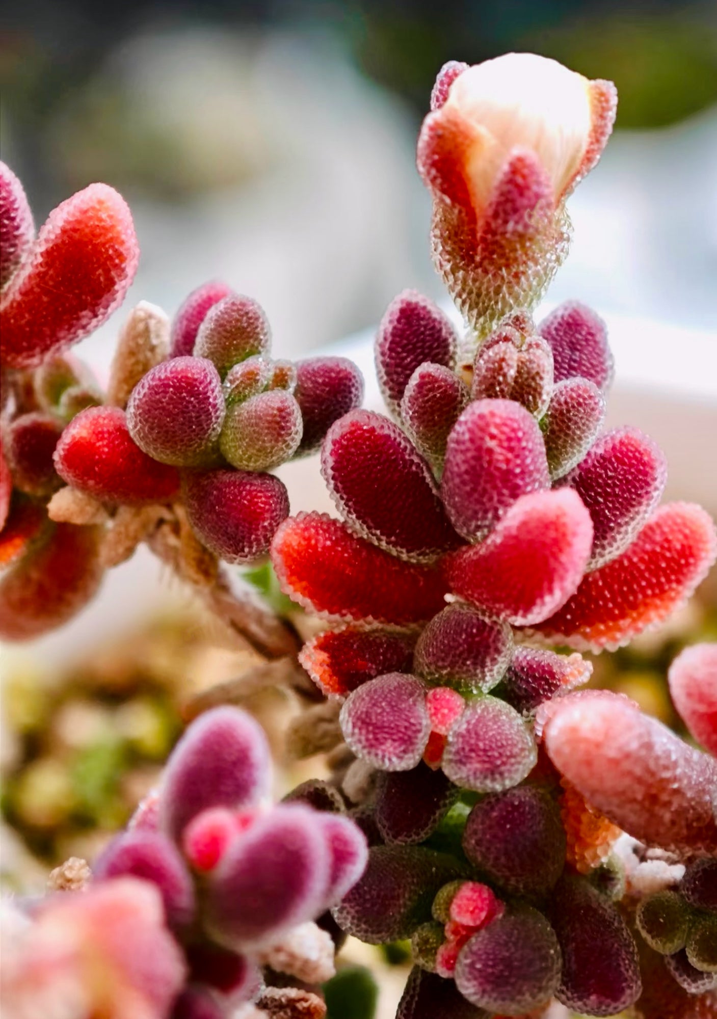 10 Seeds 1491.16-Drosanthemum sp SB1410 Rare Succulent Seed Pink Succulents Meaty Plants