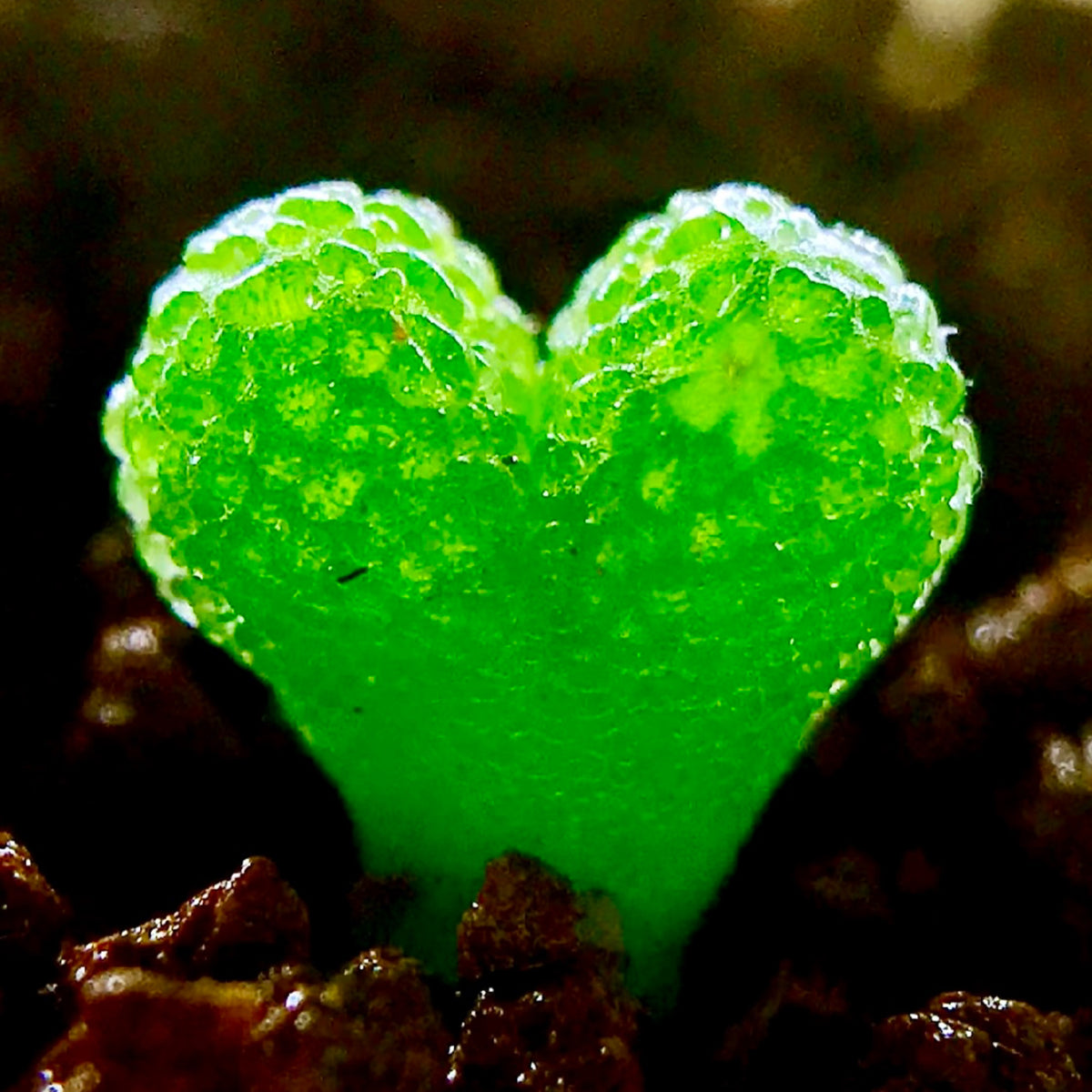 10 Seeds Diplosoma luckhoffii (Maughaniella luckhoffii) Seeds – Duckfoot Mesemb