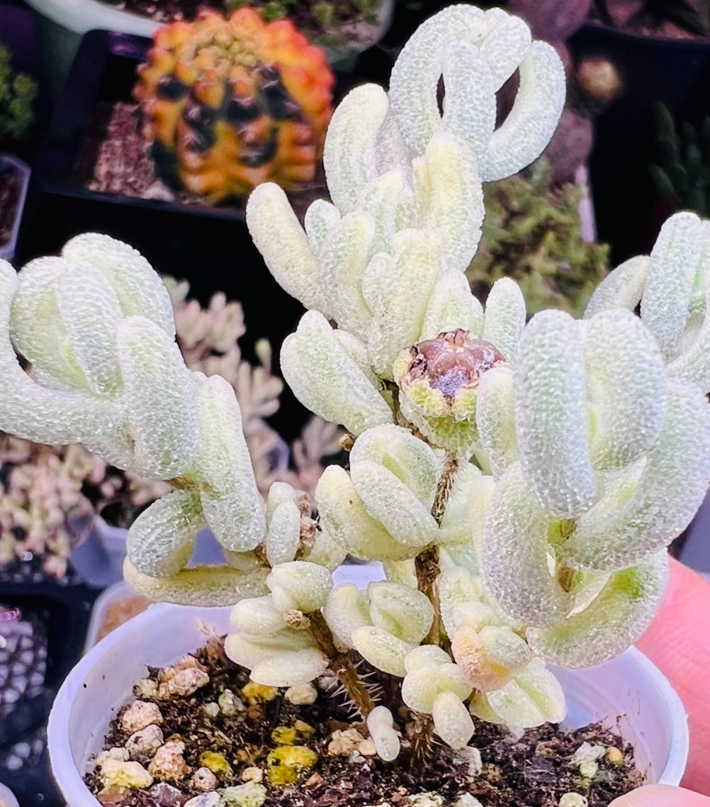 10 Seeds, Variegated Drosanthemum floribundum ‘White Crystal’, Succulent seed