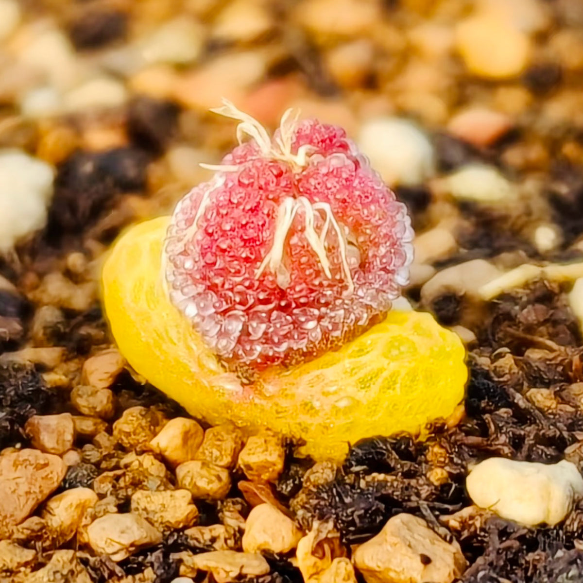 10 Seeds Diplosoma luckhoffii (Maughaniella luckhoffii) Seeds – Duckfoot Mesemb
