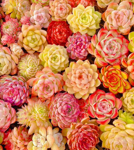 50 seeds Succulent Echeveria Hybrid Mix – Colorful Varieties – Easy to Grow