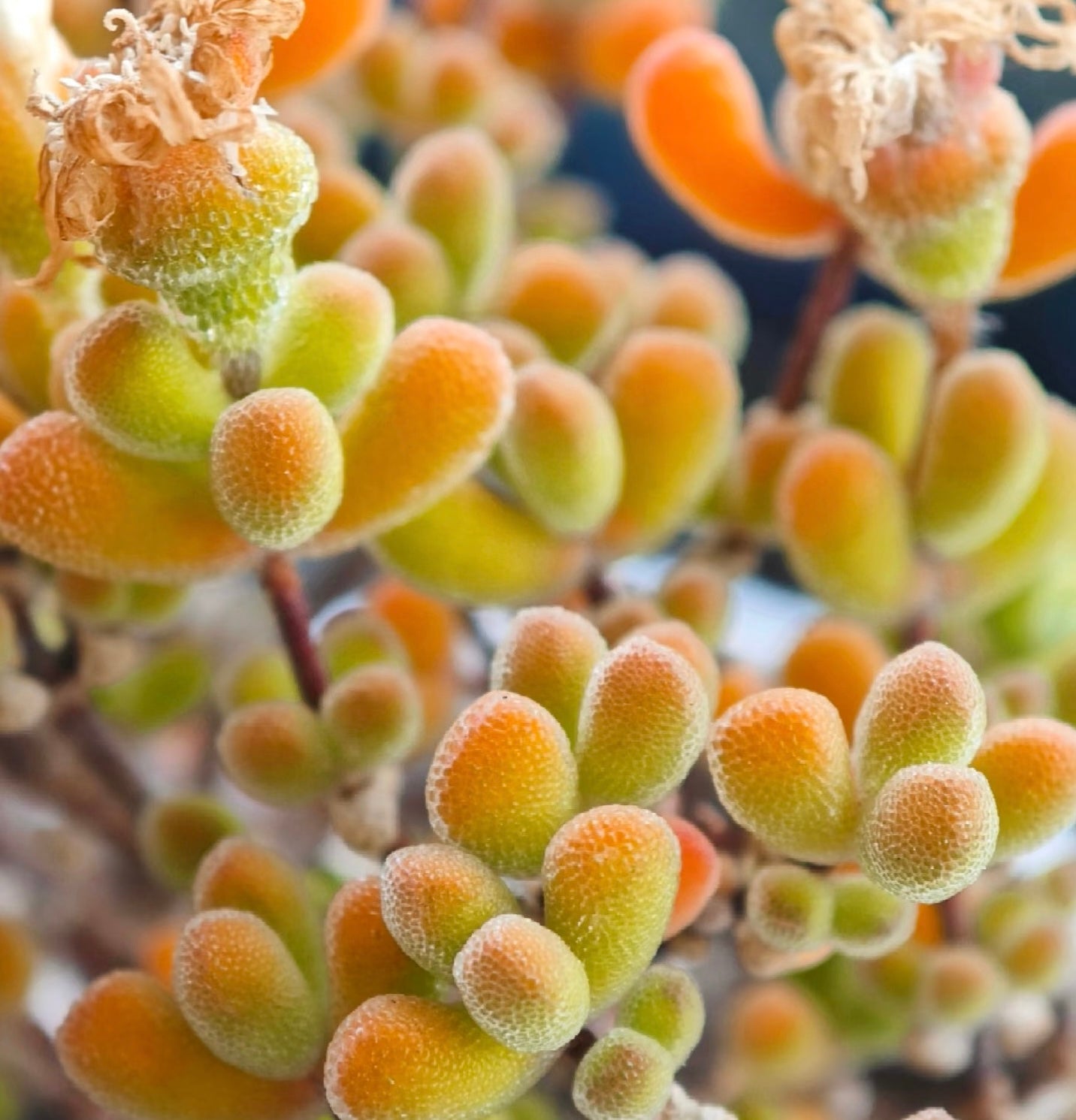 10 Seeds Drosanthemum schoenlandianum Very Rare Succulent Meaty Plant