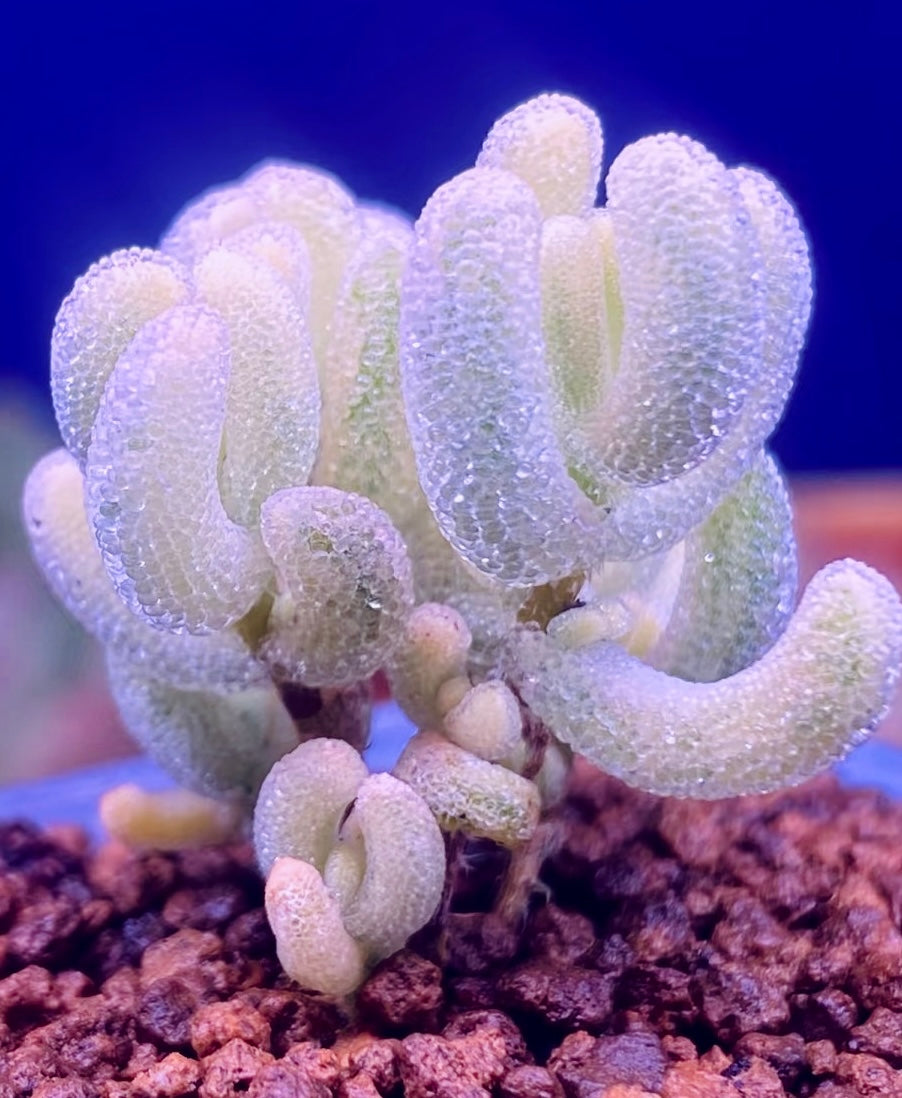10 Seeds, Variegated Drosanthemum floribundum ‘White Crystal’, Succulent seed