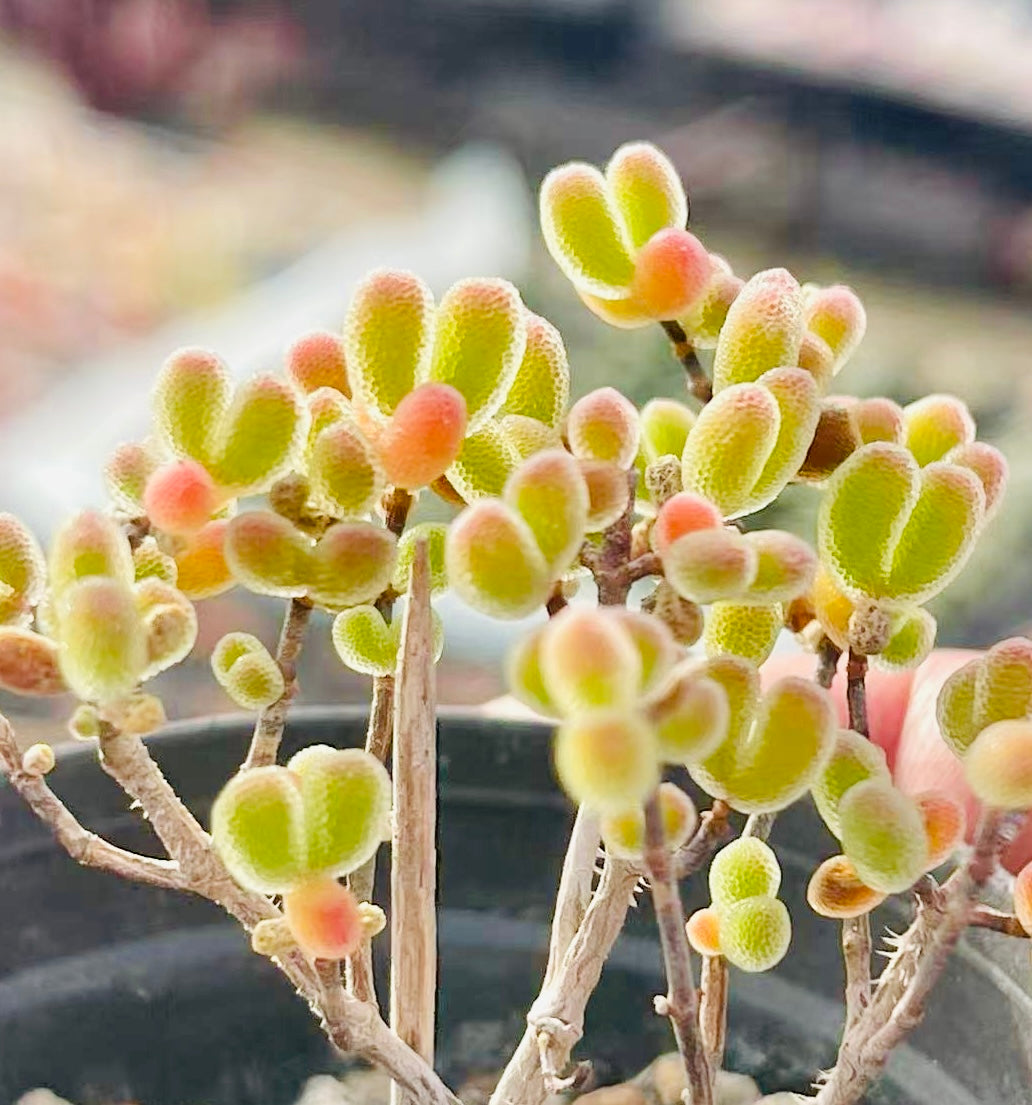 10 Seeds Drosanthemum schoenlandianum Very Rare Succulent Meaty Plant