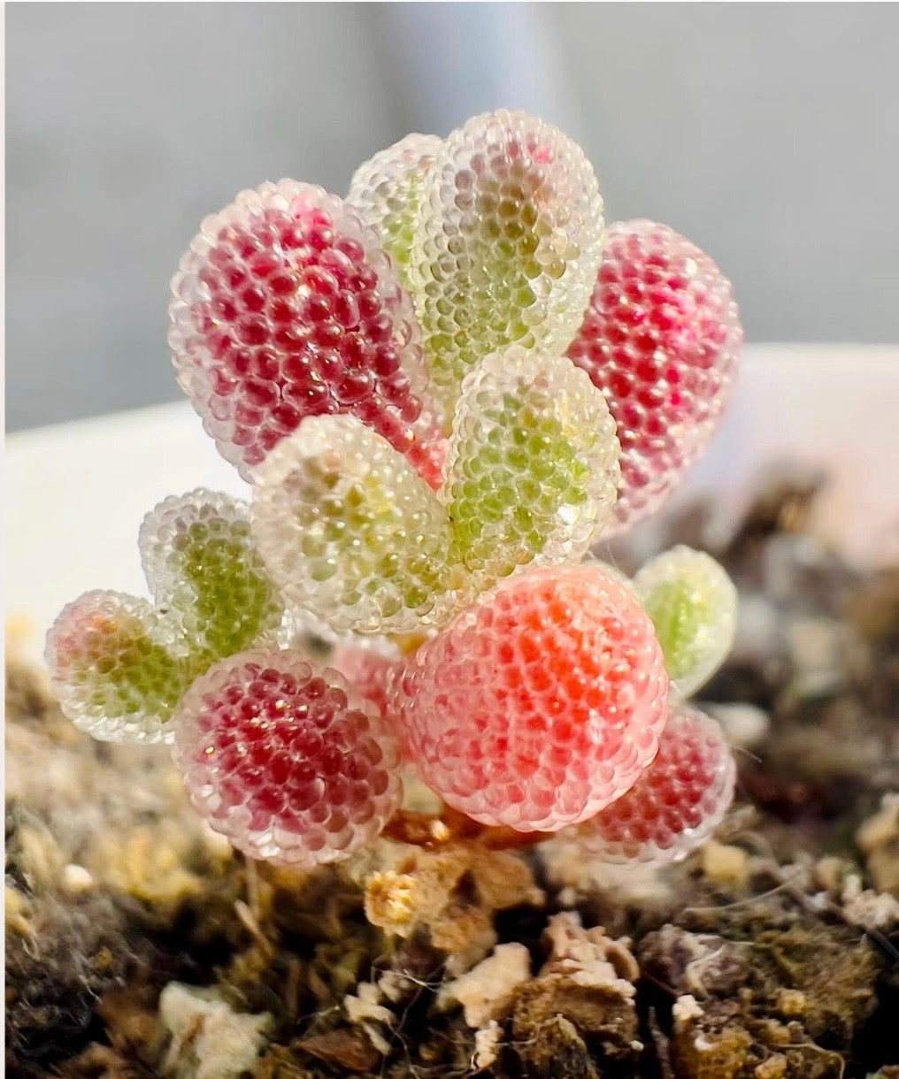 10 Seeds Drosanthemum Skilpad, Very Rare Succulent Meaty Plant