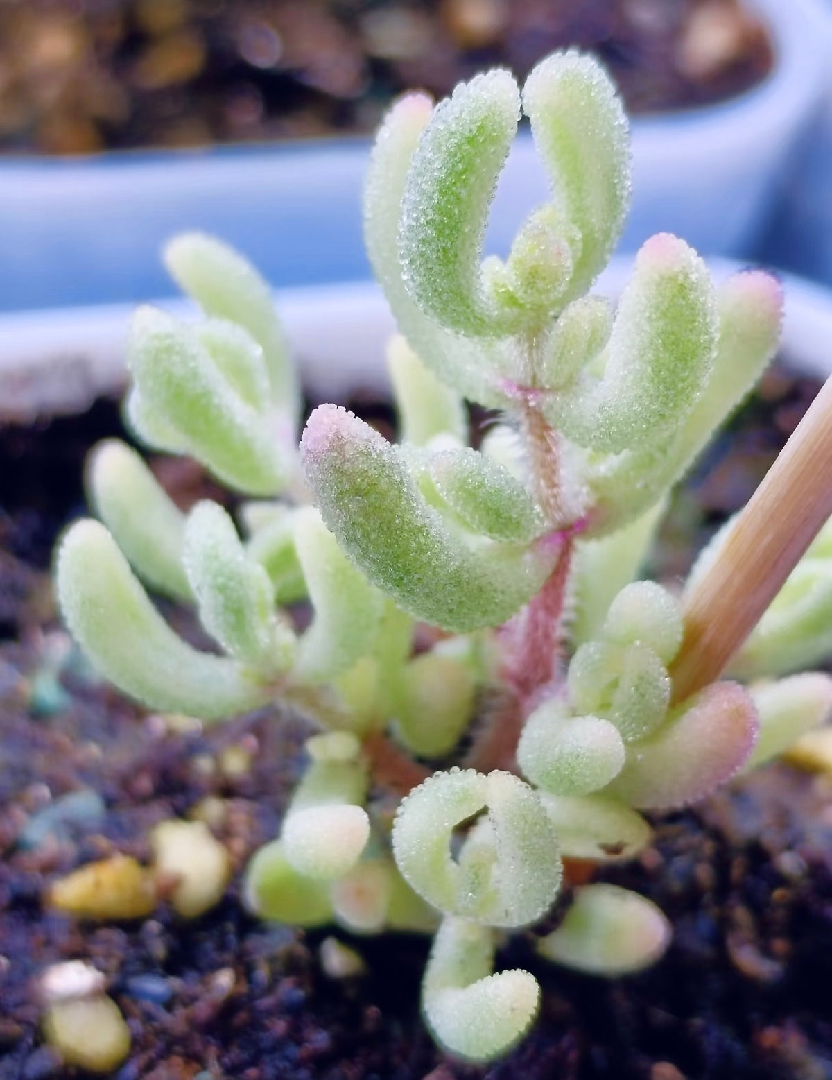 10 Seeds, Variegated Drosanthemum floribundum ‘White Crystal’, Succulent seed