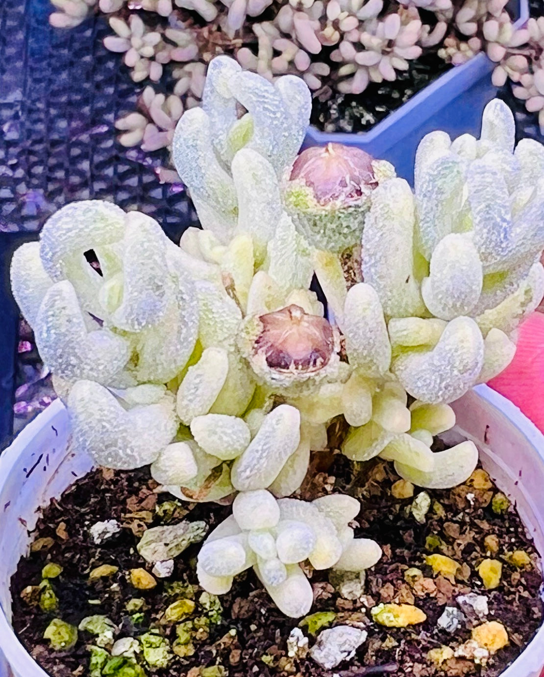 10 Seeds, Variegated Drosanthemum floribundum ‘White Crystal’, Succulent seed