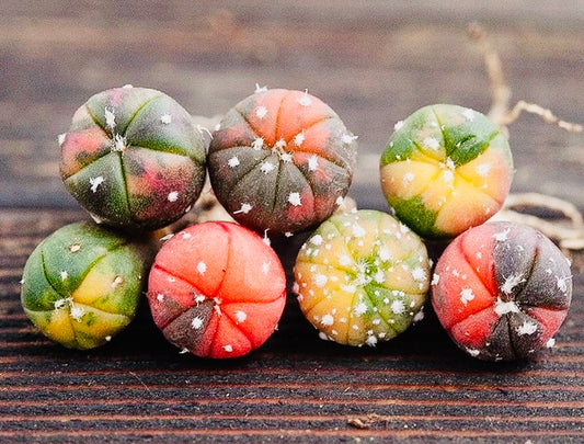 10 Seeds Astrophytum ‘Star plant’ v. Variegated Rare Succulents Cactus